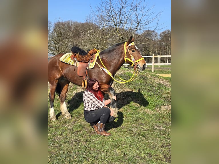 Freiberger Stute 8 Jahre 155 cm Brauner in Linkenbach