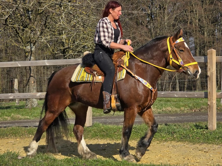 Freiberger Stute 8 Jahre 155 cm Brauner in Linkenbach