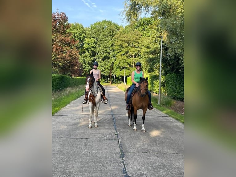 Freiberger Stute 8 Jahre 157 cm Brauner in Maarkedal