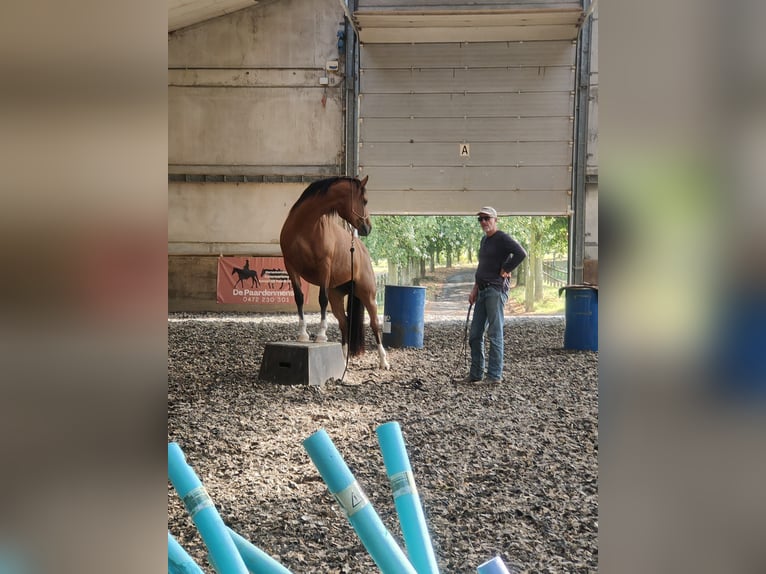 Freiberger Stute 8 Jahre 157 cm Brauner in Maarkedal