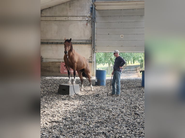 Freiberger Stute 8 Jahre 157 cm Brauner in Maarkedal