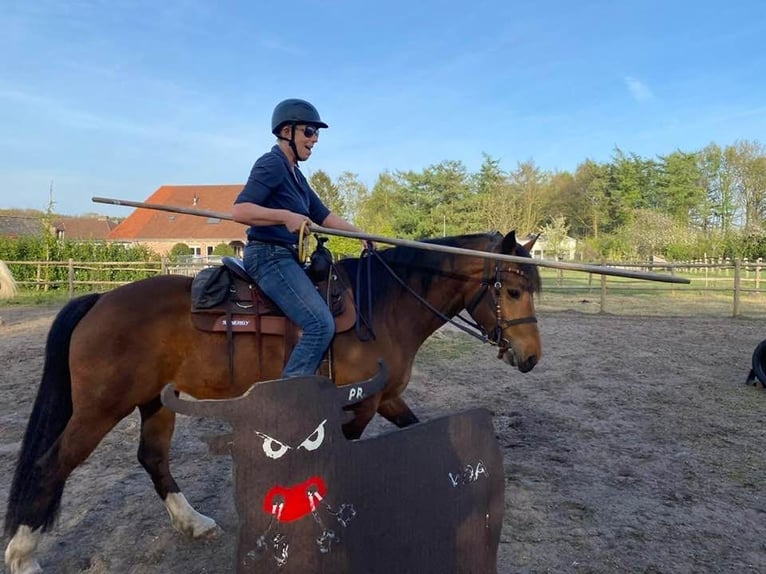 Freiberger Stute 8 Jahre 157 cm Brauner in Maarkedal