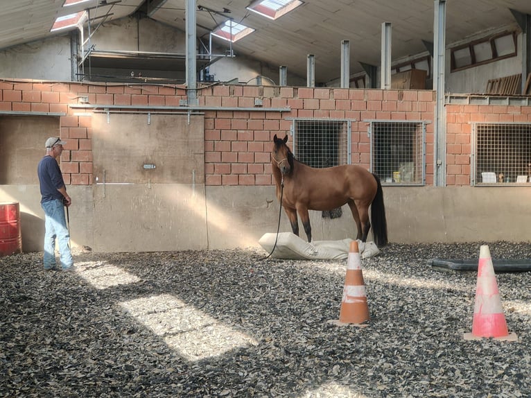 Freiberger Stute 8 Jahre 157 cm Brauner in Maarkedal