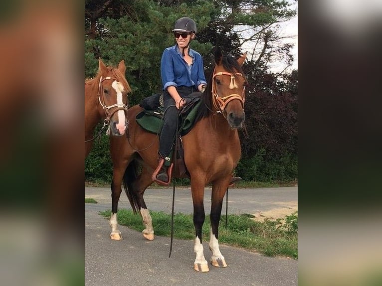 Freiberger Stute 8 Jahre 157 cm Brauner in Maarkedal
