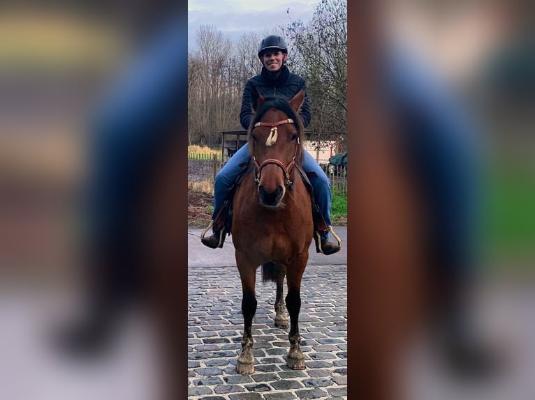 Freiberger Stute 8 Jahre 157 cm Brauner in Maarkedal