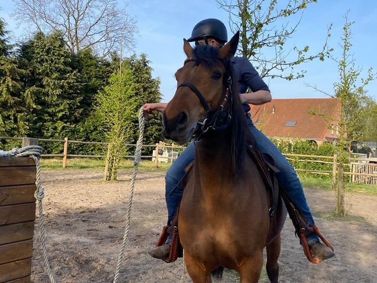 Freiberger Stute 8 Jahre 157 cm Brauner in Maarkedal