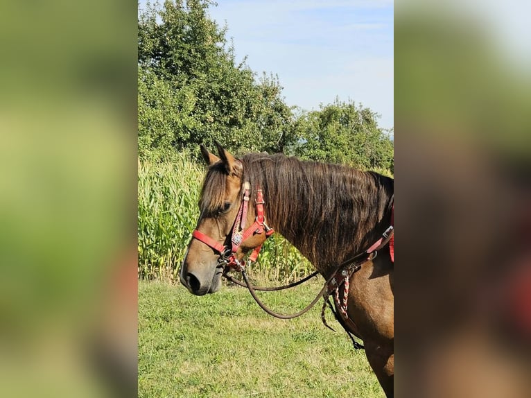 Freiberger Stute 9 Jahre 152 cm Brauner in Linkenbach
