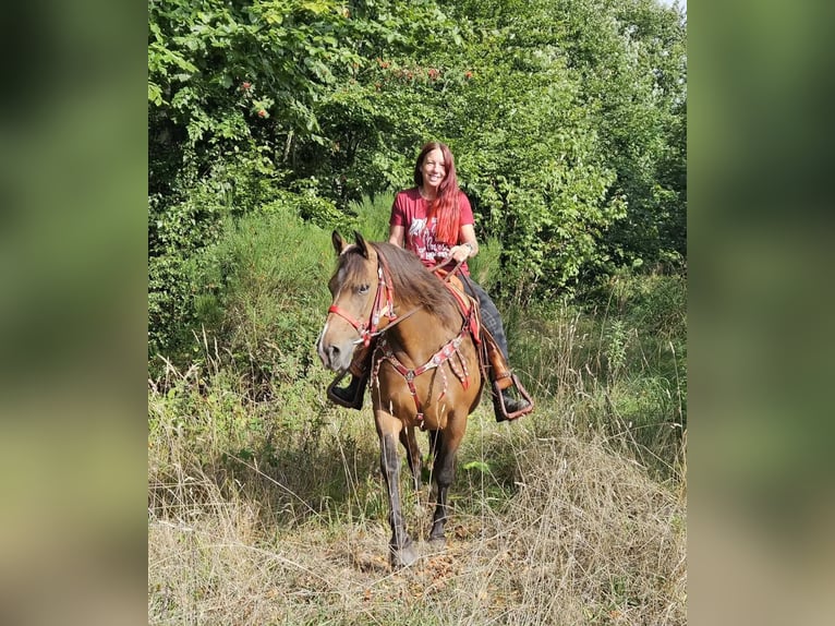 Freiberger Stute 9 Jahre 152 cm Brauner in Linkenbach