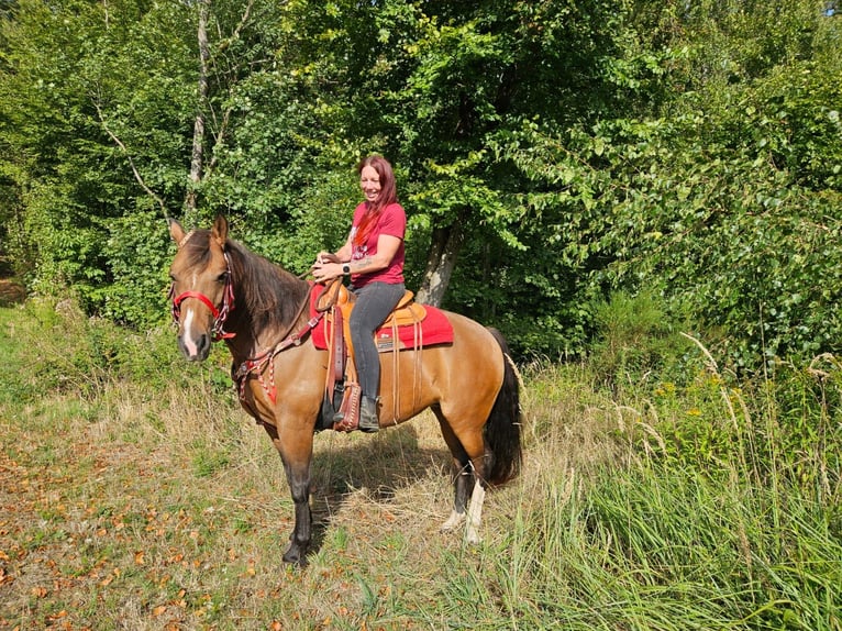 Freiberger Stute 9 Jahre 152 cm Brauner in Linkenbach
