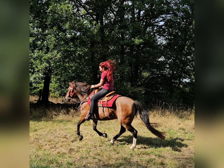 Freiberger Stute 9 Jahre 152 cm Brauner in Linkenbach