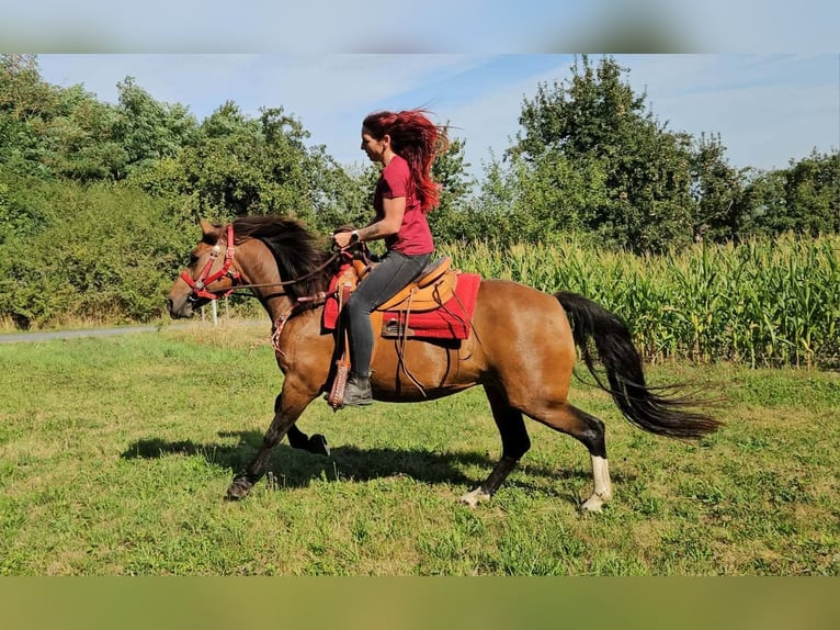 Freiberger Stute 9 Jahre 152 cm Brauner in Linkenbach