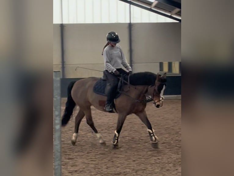 Freiberger Stute 9 Jahre 153 cm Brauner in Reet