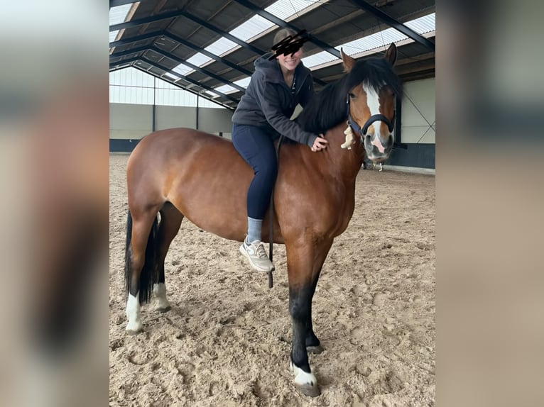 Freiberger Stute 9 Jahre 153 cm Brauner in Reet