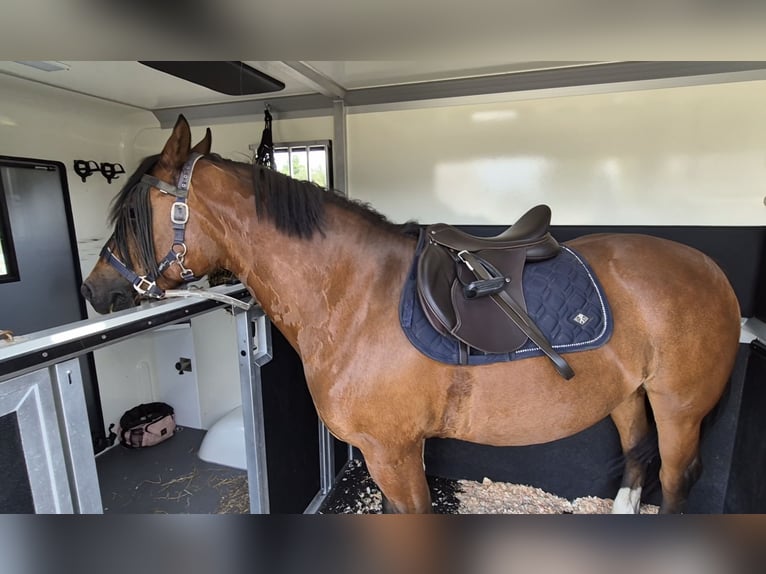 Freiberger Stute 9 Jahre 153 cm Brauner in Reet