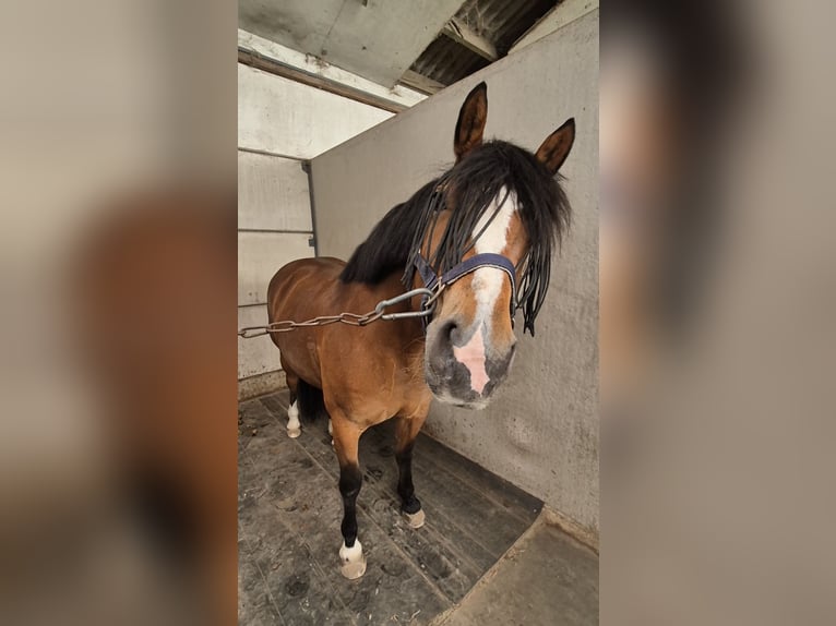 Freiberger Stute 9 Jahre 153 cm Brauner in Reet