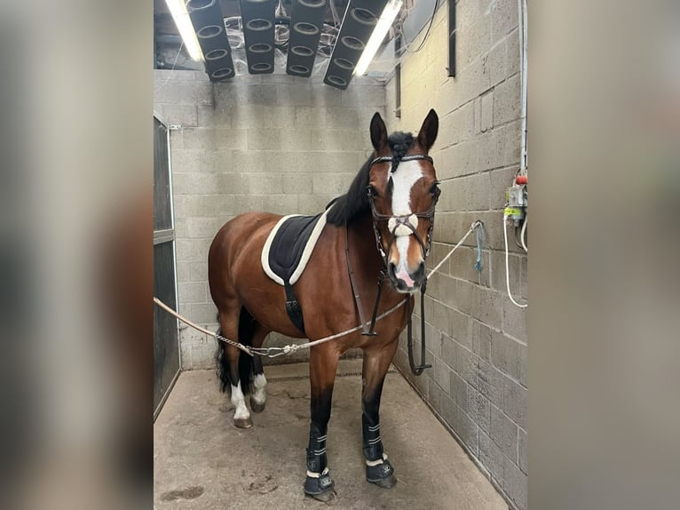 Freiberger Stute 9 Jahre 153 cm Brauner in Reet