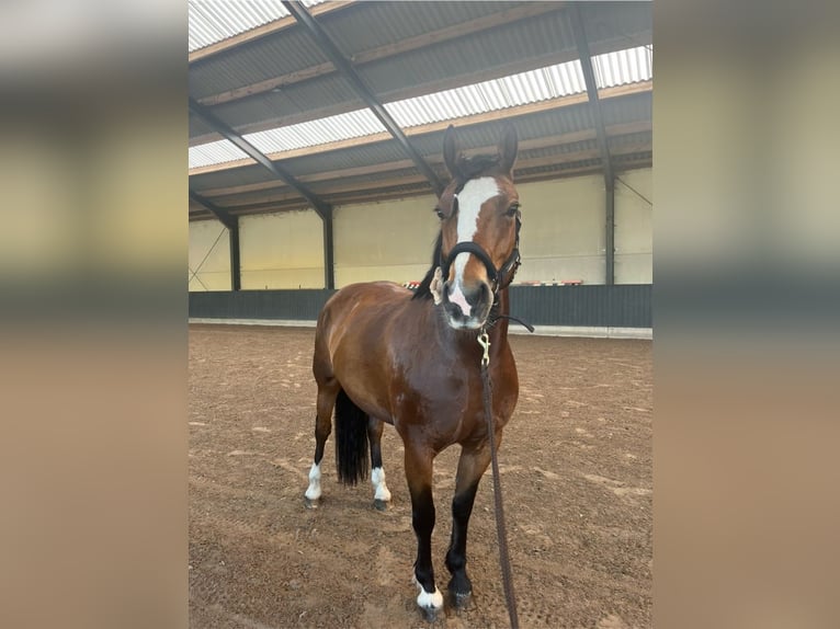 Freiberger Stute 9 Jahre 153 cm Brauner in Reet