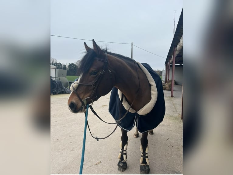 Freiberger Stute 9 Jahre 153 cm Brauner in Reet