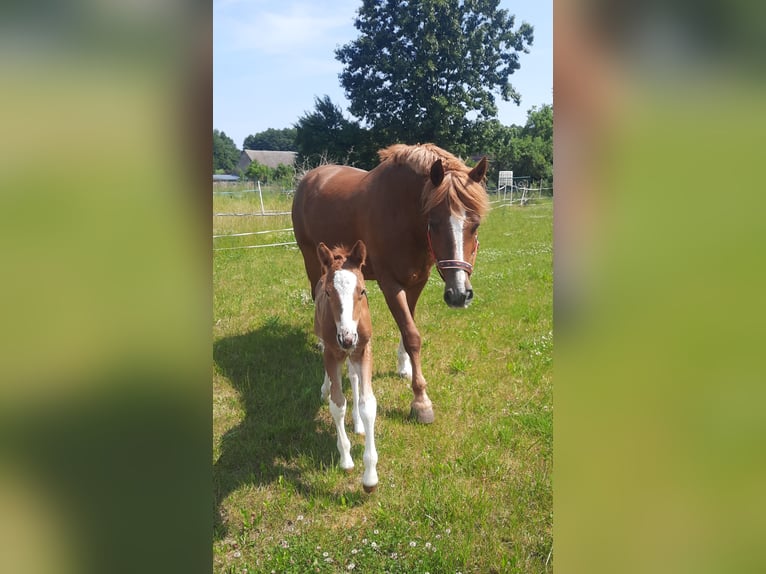 Freiberger Stute 9 Jahre 153 cm Fuchs in Putlitz