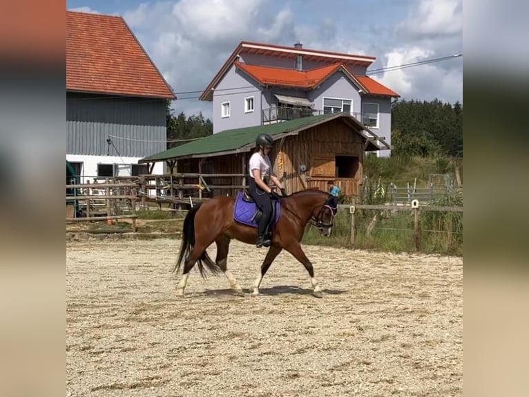 Freiberger Stute 9 Jahre 154 cm in Ergolding