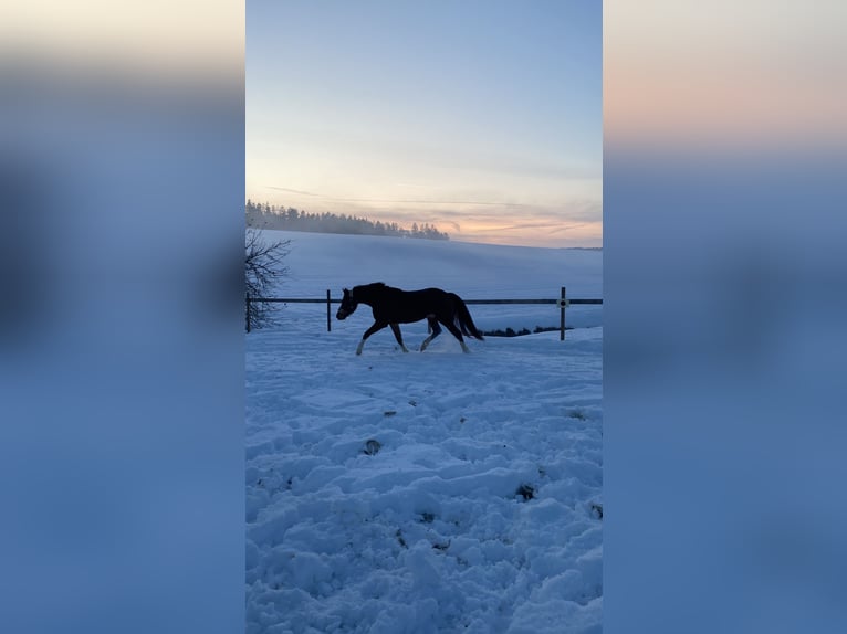 Freiberger Stute 9 Jahre 154 cm in Ergolding