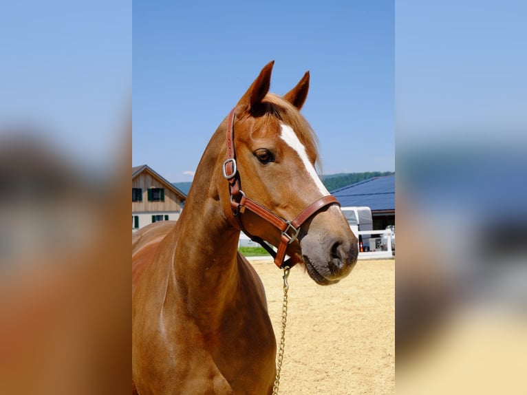 Freiberger Stute 9 Jahre 155 cm Fuchs in Dietikon