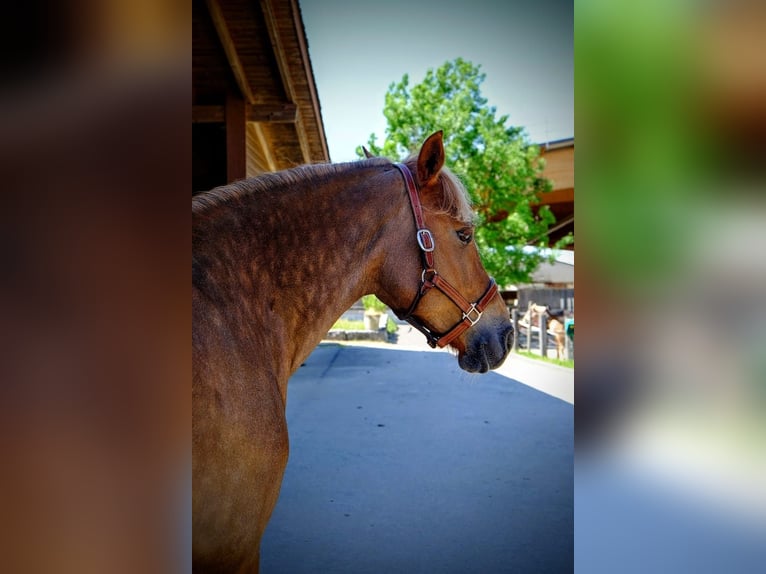 Freiberger Stute 9 Jahre 155 cm Fuchs in Dietikon