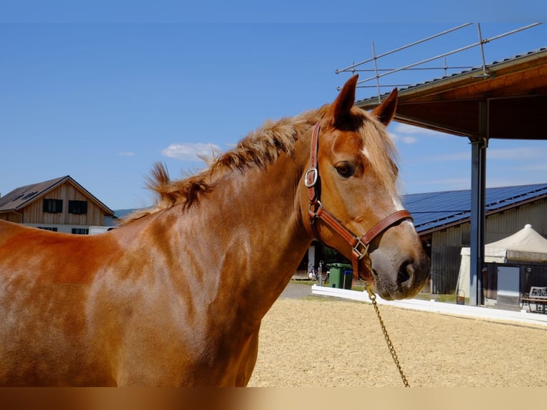 Freiberger Stute 9 Jahre 155 cm Fuchs in Dietikon