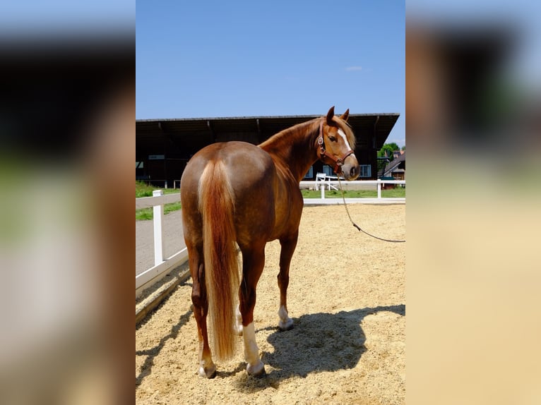 Freiberger Stute 9 Jahre 155 cm Fuchs in Dietikon