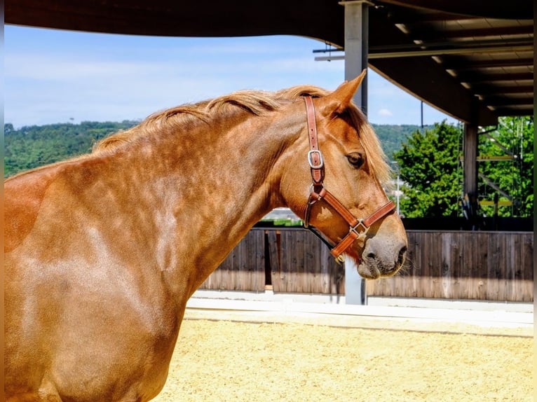 Freiberger Stute 9 Jahre 155 cm Fuchs in Dietikon