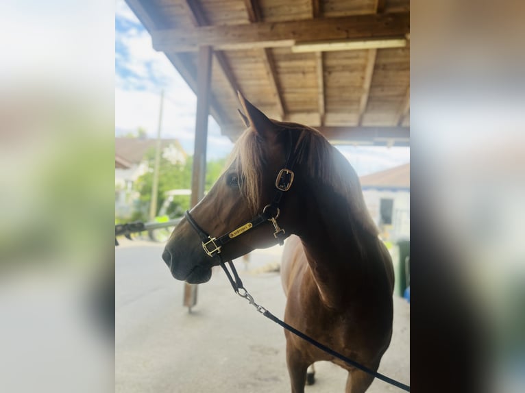 Freiberger Stute 9 Jahre 155 cm Fuchs in Dietikon