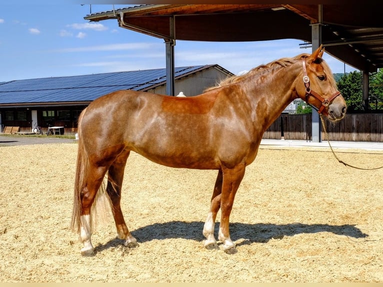 Freiberger Stute 9 Jahre 155 cm Fuchs in Dietikon