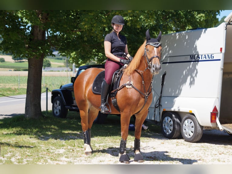 Freiberger Stute 9 Jahre 156 cm Fuchs in Bern