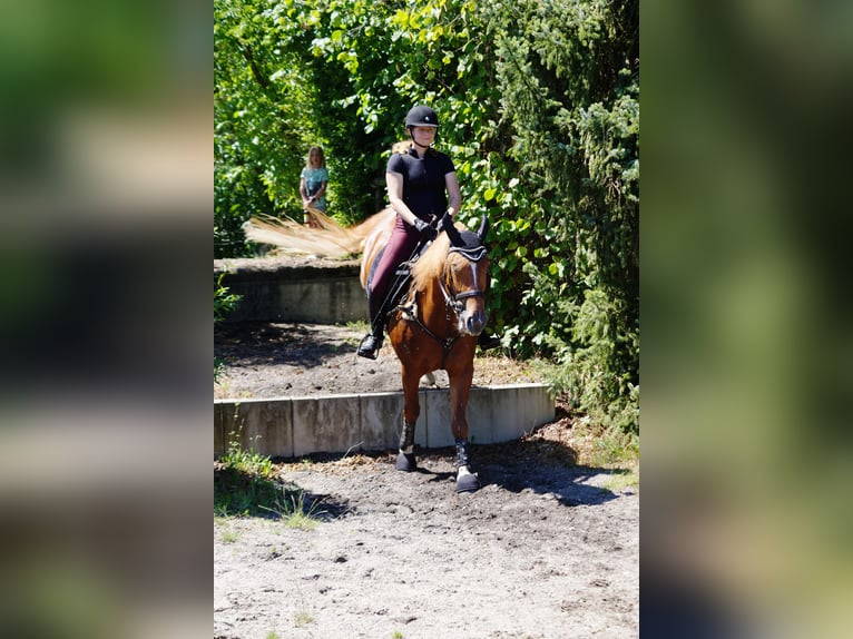 Freiberger Stute 9 Jahre 156 cm Fuchs in Bern
