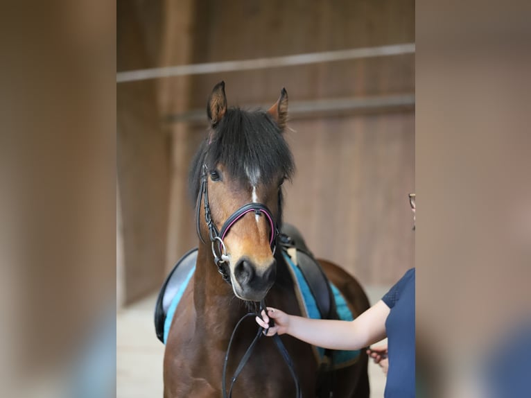 Freiberger Stute 9 Jahre 157 cm Dunkelbrauner in Mönchaltorf