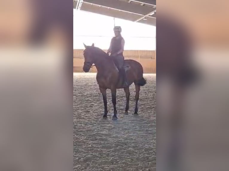 Freiberger Mix Stute 9 Jahre 160 cm Brauner in Neubulach