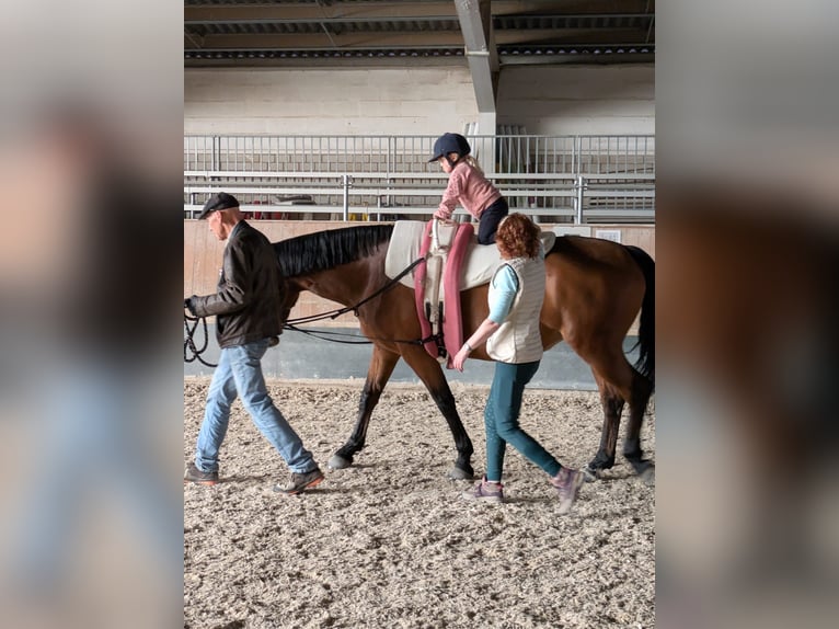 Freiberger Mix Stute 9 Jahre 160 cm Brauner in Neubulach