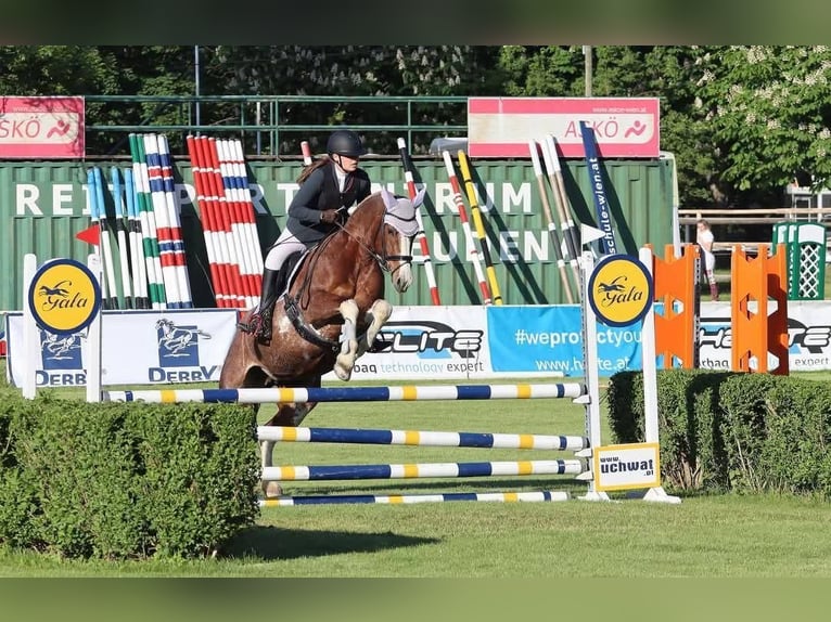 Freiberger Stute 9 Jahre 160 cm Dunkelfuchs in Königstetten