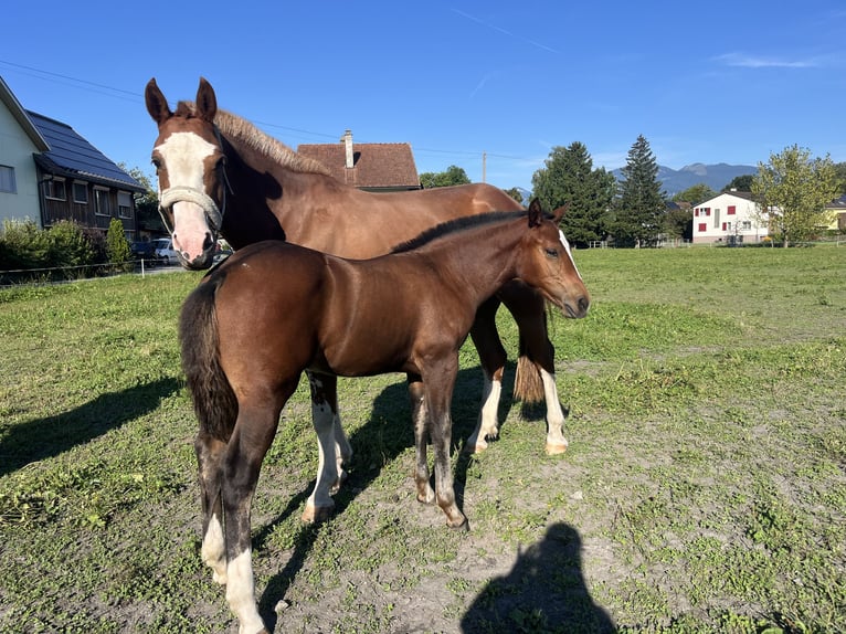 Freiberger Stute Fohlen (05/2025) 160 cm Brauner in Oberriet SG