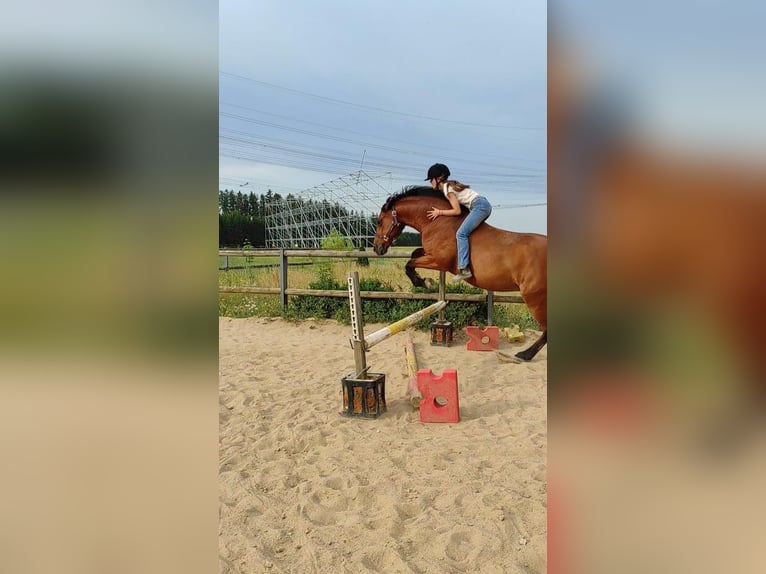 Freiberger Blandning Valack 10 år 158 cm Brun in Bad Mergentheim