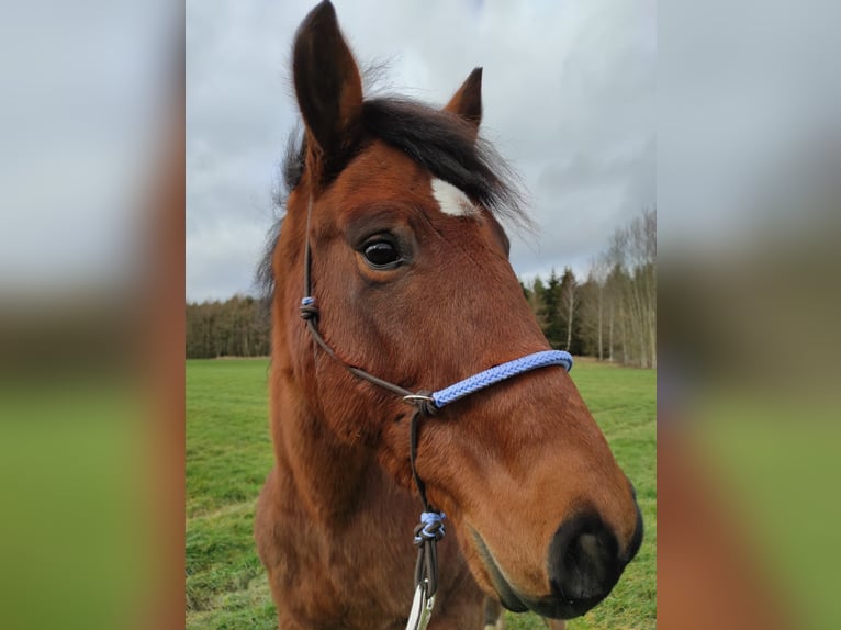 Freiberger Blandning Valack 10 år 158 cm Brun in Bad Mergentheim