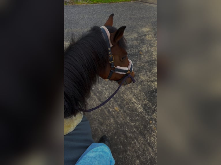 Freiberger Blandning Valack 10 år 158 cm Brun in Bad Mergentheim