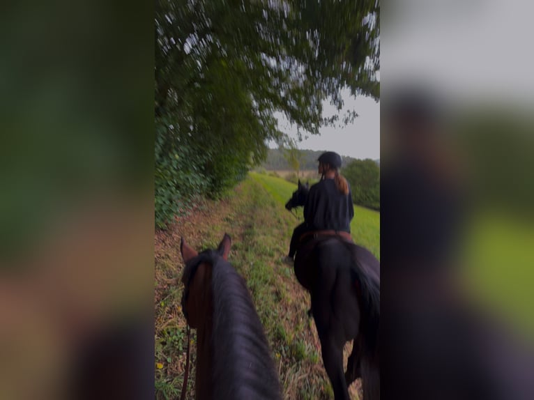 Freiberger Blandning Valack 10 år 158 cm Brun in Bad Mergentheim