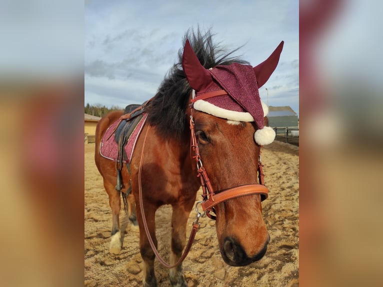 Freiberger Blandning Valack 10 år 158 cm Brun in Bad Mergentheim