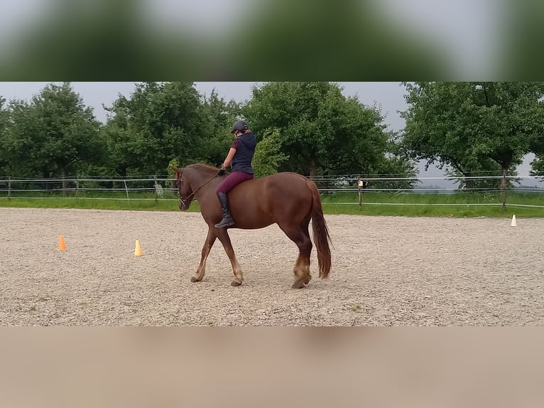 Freiberger Valack 10 år 159 cm Fux in Märwil