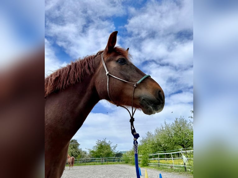 Freiberger Valack 10 år 159 cm Fux in Märwil