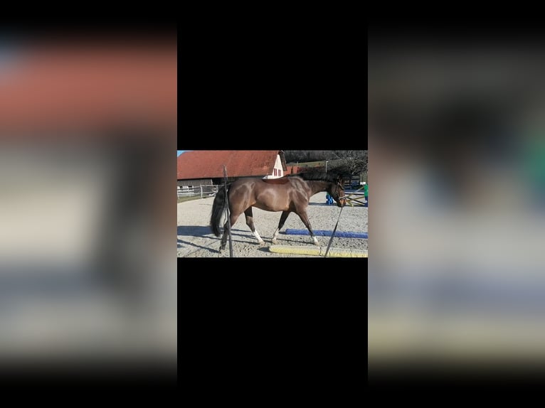 Freiberger Valack 10 år 160 cm Brun in Biezwil