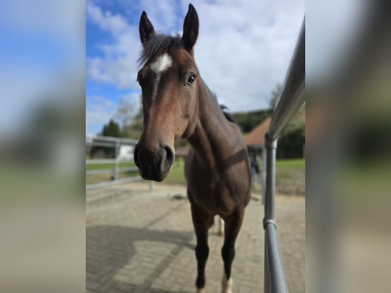 Freiberger Valack 10 år 160 cm Brun in Biezwil