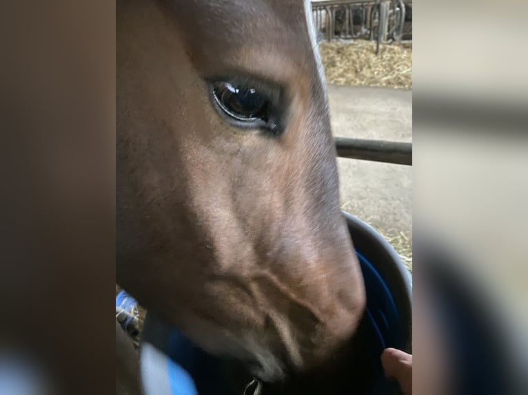 Freiberger Valack 10 år 168 cm Mörkbrun in Berg