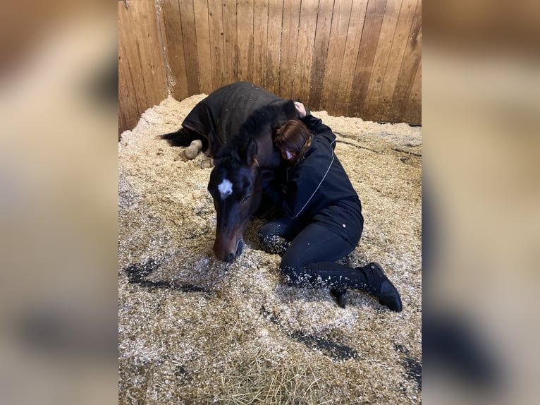 Freiberger Valack 10 år 168 cm Mörkbrun in Berg